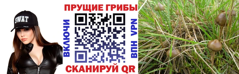 даркнет сайт кракен вход Псилоцибиновые грибы Psilocybe Туапсе